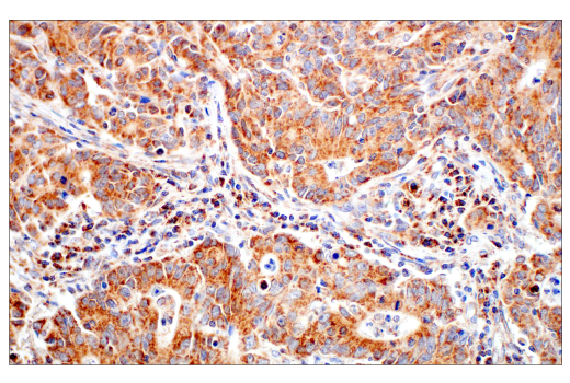 Immunohistochemistry Image 4: DHFR (E6L1H) Rabbit mAb