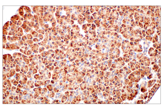 Immunohistochemistry Image 6: DHFR (E6L1H) Rabbit mAb