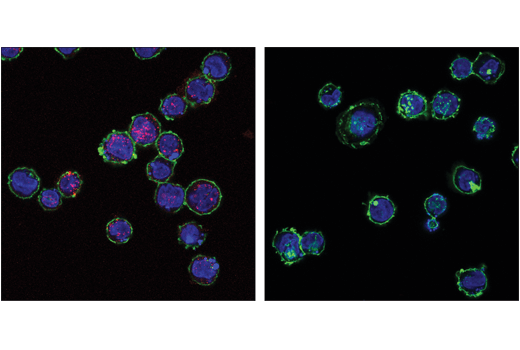 Phospho-STING (Ser366) (D8K6H) Rabbit mAb (Alexa Fluor® 647 