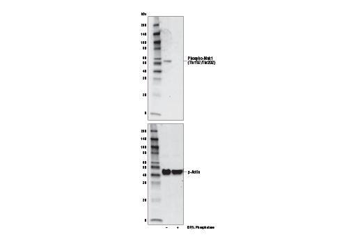 Western Blotting Image 1: Phospho-Mnk1 (Thr197/Thr202) Antibody