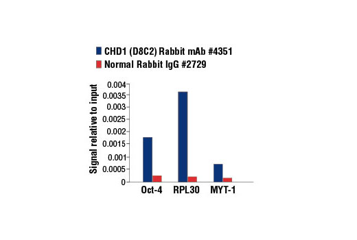 Chromatin Immunoprecipitation Image 1: CHD1 (D8C2) Rabbit mAb
