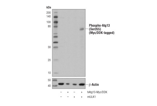 Western Blotting Image 1: Phospho-Atg13 (Ser355) Antibody