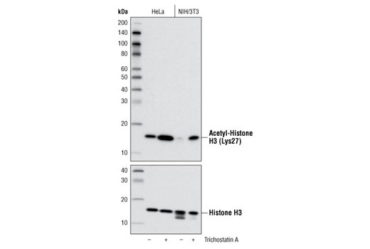 Western Blotting Image 1: Acetyl-Histone H3 (Lys27) Antibody