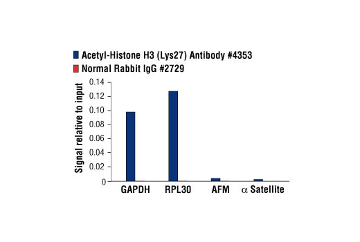 Chromatin Immunoprecipitation Image 1: Acetyl-Histone H3 (Lys27) Antibody