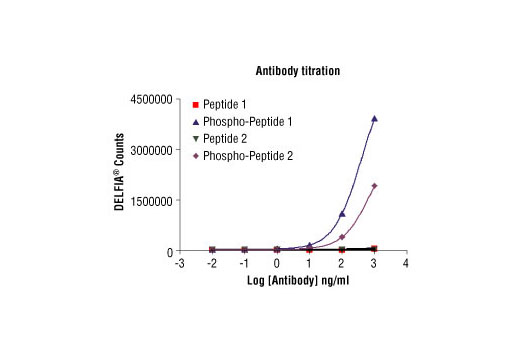 Image 1: Phospho-PLK1 (Thr210) Antibody (ELISA-Specific)
