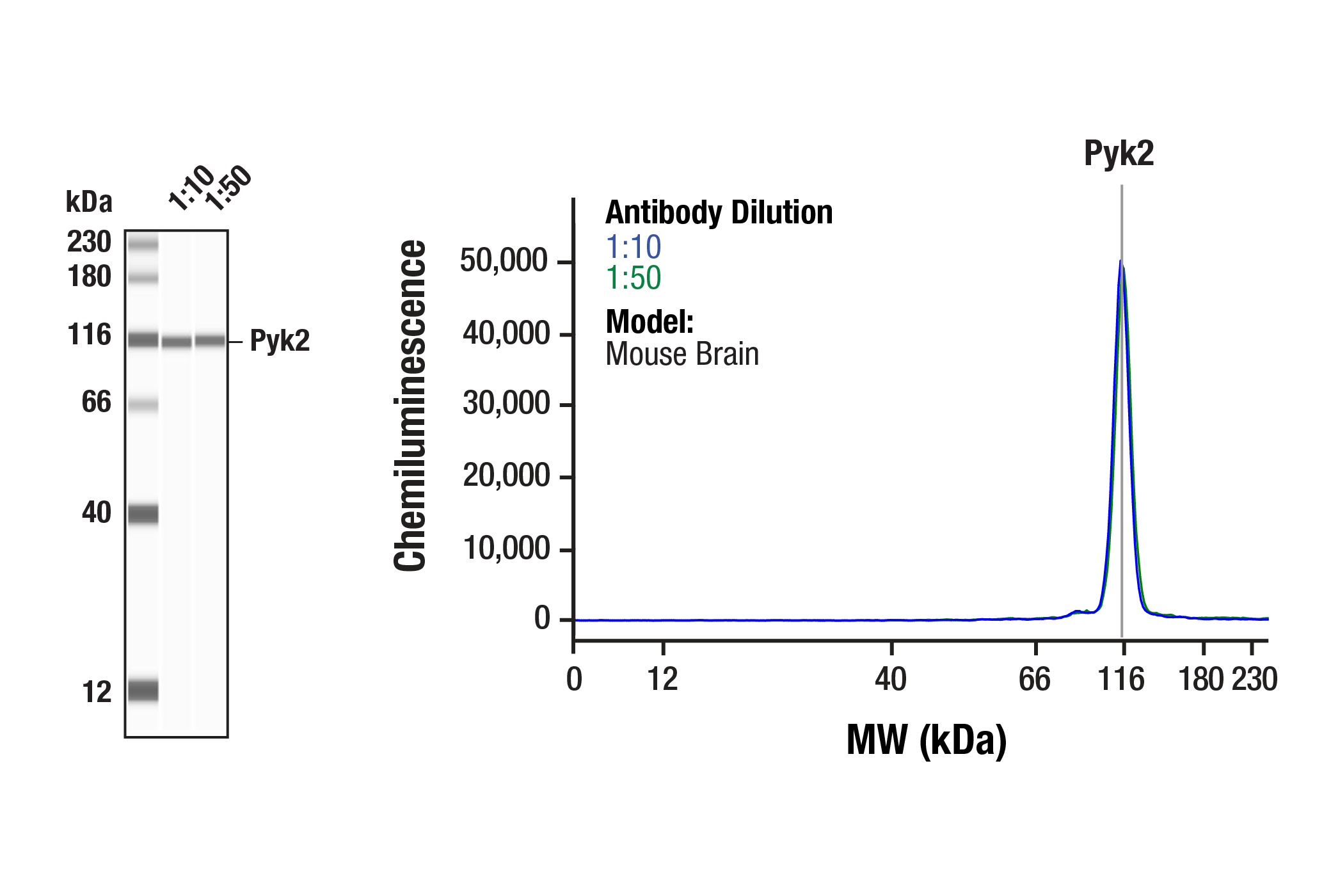 Western Blotting Image 1: Pyk2 (F3I2K) Rabbit Monoclonal Antibody