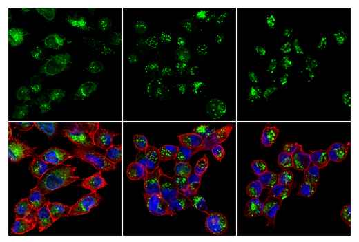 Immunofluorescence Image 2: LC3B (E7X4S) XP® Rabbit mAb