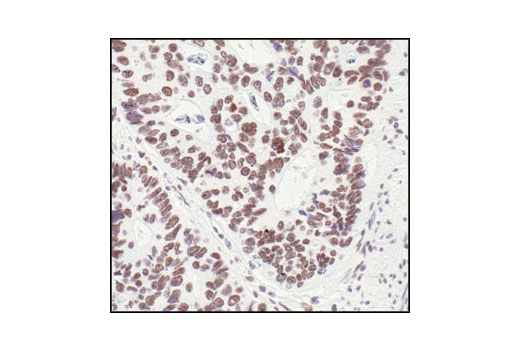 Immunohistochemistry Image 4: HSF1 Antibody