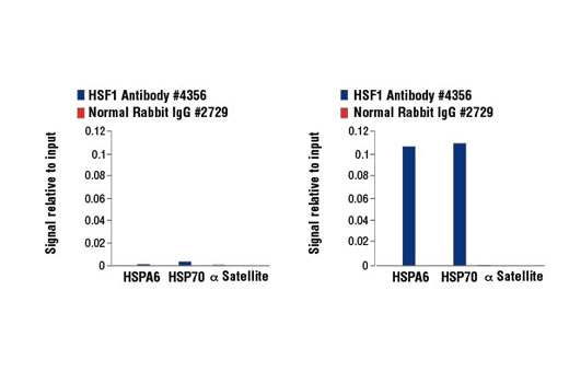 Chromatin Immunoprecipitation Image 1: HSF1 Antibody
