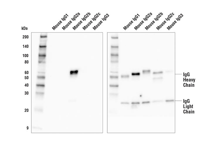 Western Blotting Image 1: Goat Anti-Mouse IgG2b, Fc gamma Specific Antibody (HRP Conjugate)