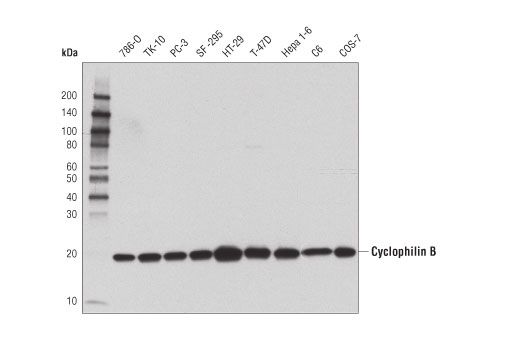 Western Blotting Image 1: Cyclophilin B (D1V5J) Rabbit mAb