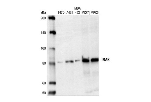 Western Blotting Image 1: IRAK1 Antibody