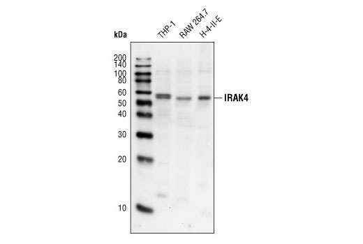  Image 1: IRAK Isoform Antibody Sampler Kit