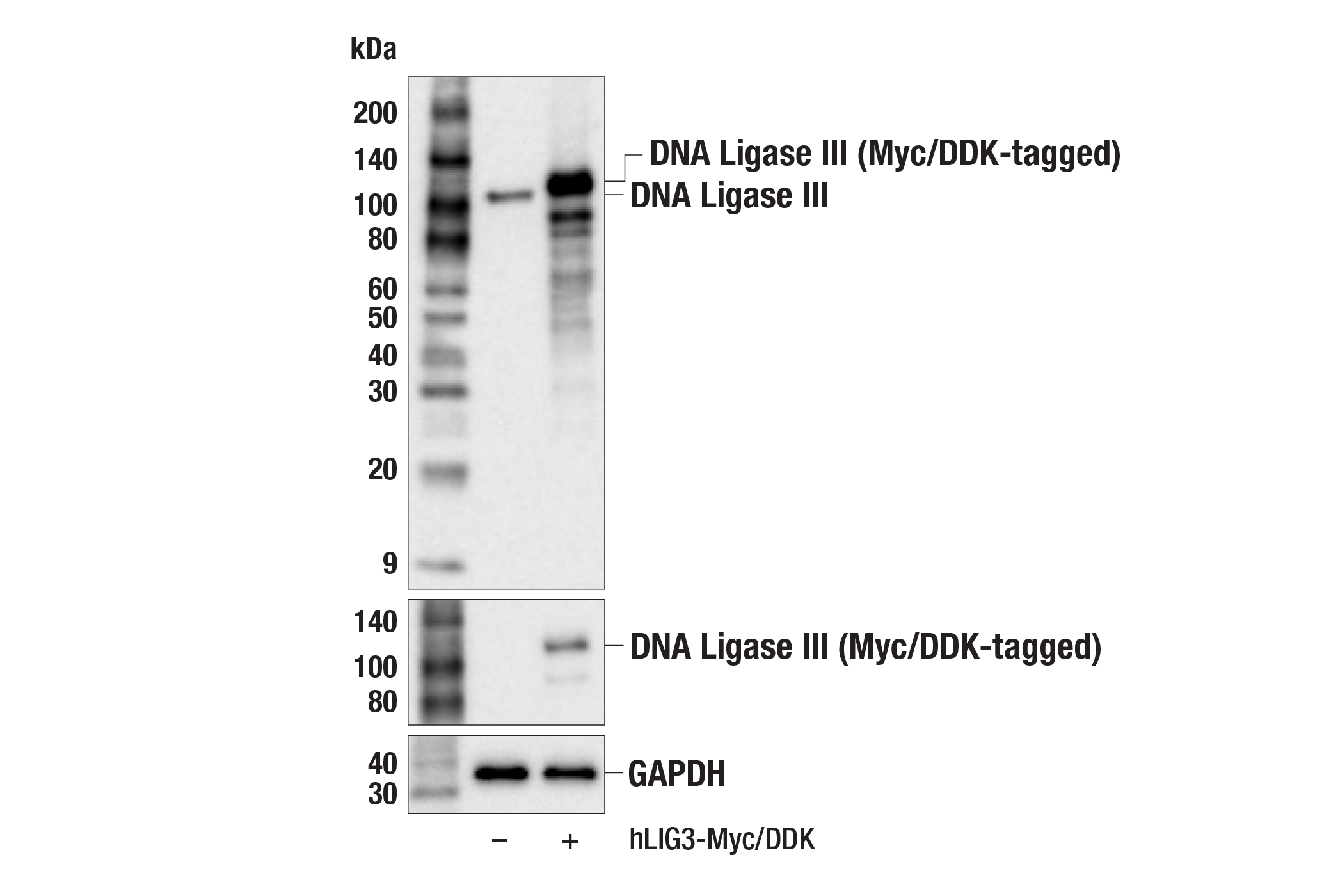 Western Blotting Image 3: DNA Ligase III (F2A1H) Rabbit mAb