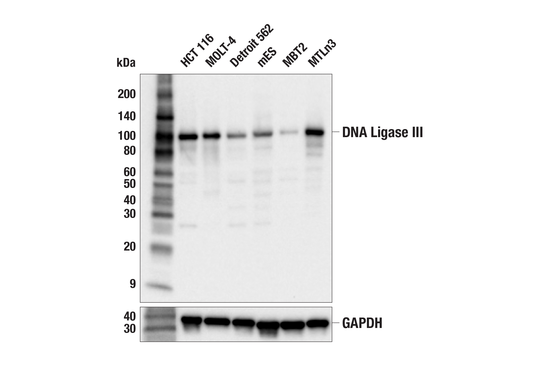 Western Blotting Image 2: DNA Ligase III (F2A1H) Rabbit mAb