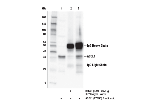 Immunoprecipitation Image 1: ASCL1 (E7N9C) Rabbit mAb