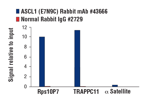 Chromatin Immunoprecipitation Image 1: ASCL1 (E7N9C) Rabbit mAb