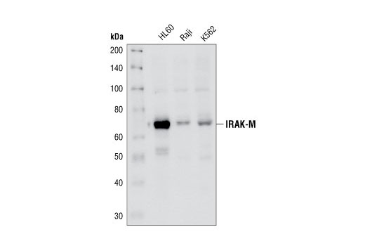  Image 3: IRAK Isoform Antibody Sampler Kit