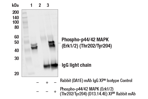  Image 50: PDGF Receptor Activation Antibody Sampler Kit