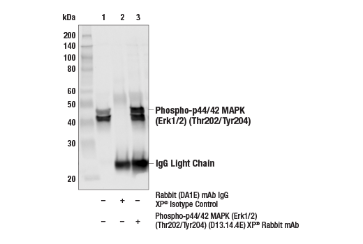  Image 17: PhosphoPlus® p44/42 MAPK (Erk1/2) (Thr202/Tyr204) Antibody Duet