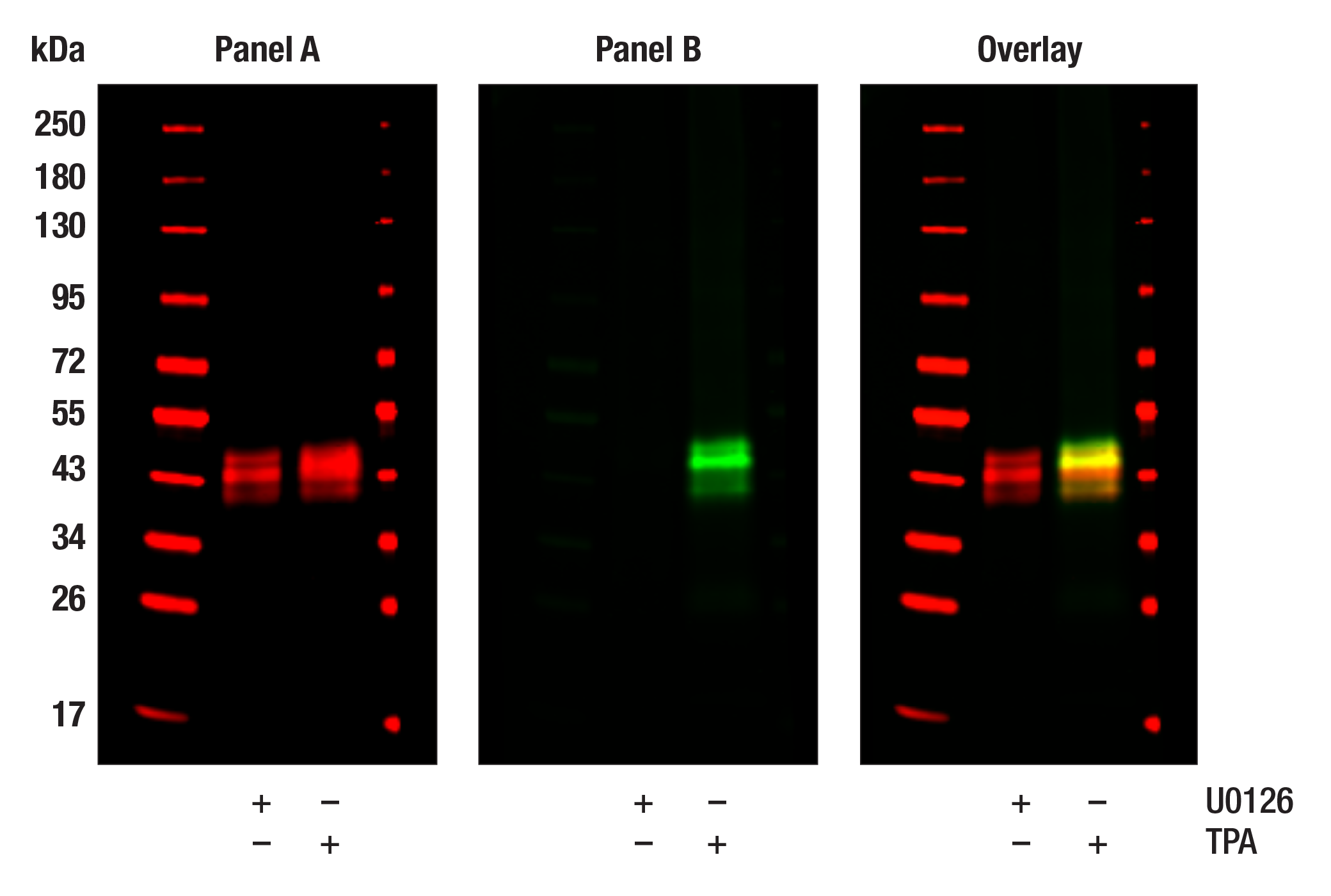 erkページ ERK 1 Antibody (G-8) | SCBT - Santa Cruz Biotechnology