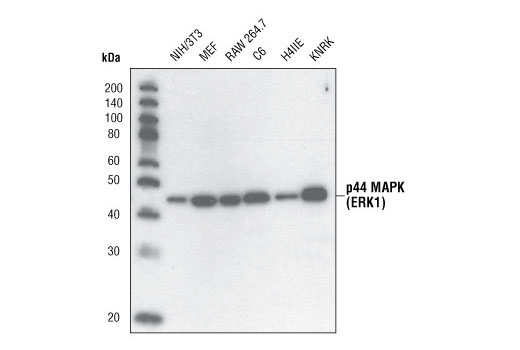 Western Blotting Image 1: p44 MAP Kinase (Erk1) Antibody