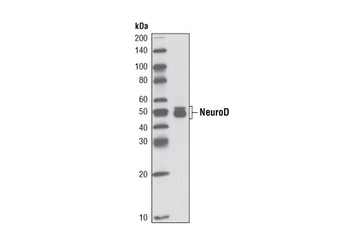 Western Blotting Image 1: NeuroD1 (D35G2) Rabbit mAb