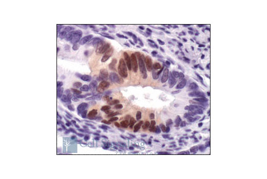 Immunohistochemistry Image 2: Phospho-p44/42 MAPK (Erk1/2) (Thr202/Tyr204) (20G11) Rabbit mAb
