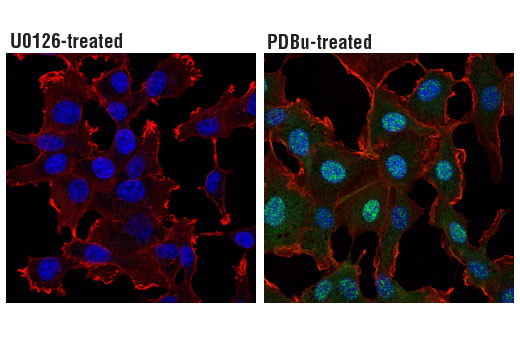 Immunofluorescence Image 1: Phospho-p44/42 MAPK (Erk1/2) (Thr202/Tyr204) (197G2) Rabbit mAb