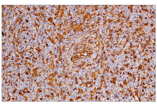 Immunohistochemistry Image 4: MHC Class II (LGII-612.14) Mouse mAb (BSA and Azide Free)