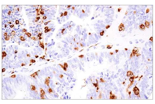 Immunohistochemistry Image 3: MHC Class II (LGII-612.14) Mouse mAb (BSA and Azide Free)