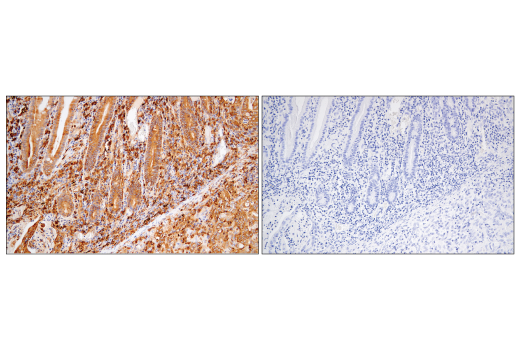 Immunohistochemistry Image 7: MHC Class II (LGII-612.14) Mouse mAb (BSA and Azide Free)
