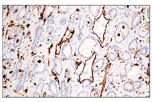 Immunohistochemistry Image 1: MHC Class II (LGII-612.14) Mouse mAb (BSA and Azide Free)