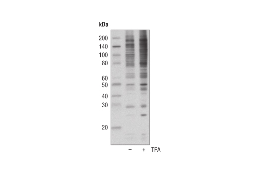 Western Blotting Image 1: Phospho-(Ser/Thr) PKD Substrate Antibody