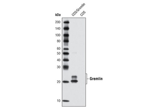 Western Blotting Image 1: Gremlin Antibody