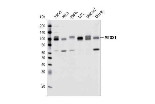 Western Blotting Image 1: MTSS1 (P549) Antibody