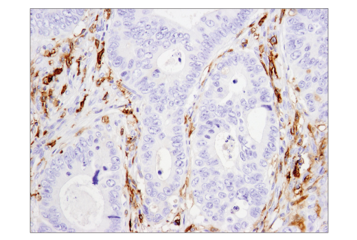 Immunohistochemistry Image 4: CD14 (D7A2T) Rabbit mAb (BSA and Azide Free)
