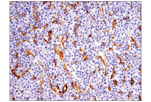 Immunohistochemistry Image 1: CD14 (D7A2T) Rabbit mAb (BSA and Azide Free)