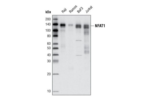 Western Blotting Image 1: NFAT1 Antibody