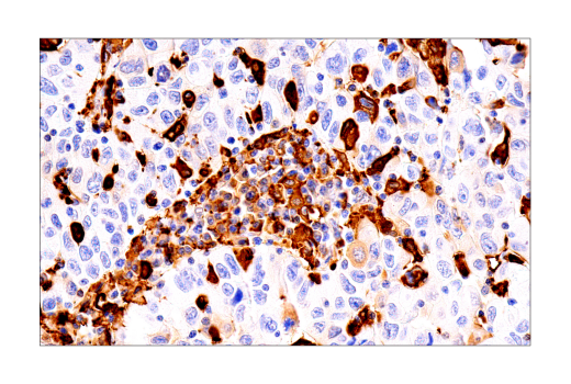 Immunohistochemistry Image 5: FTH1 (D1D4) Rabbit mAb