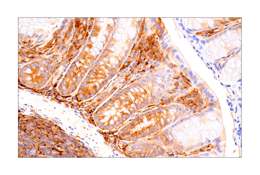 Immunohistochemistry Image 7: FTH1 (D1D4) Rabbit mAb