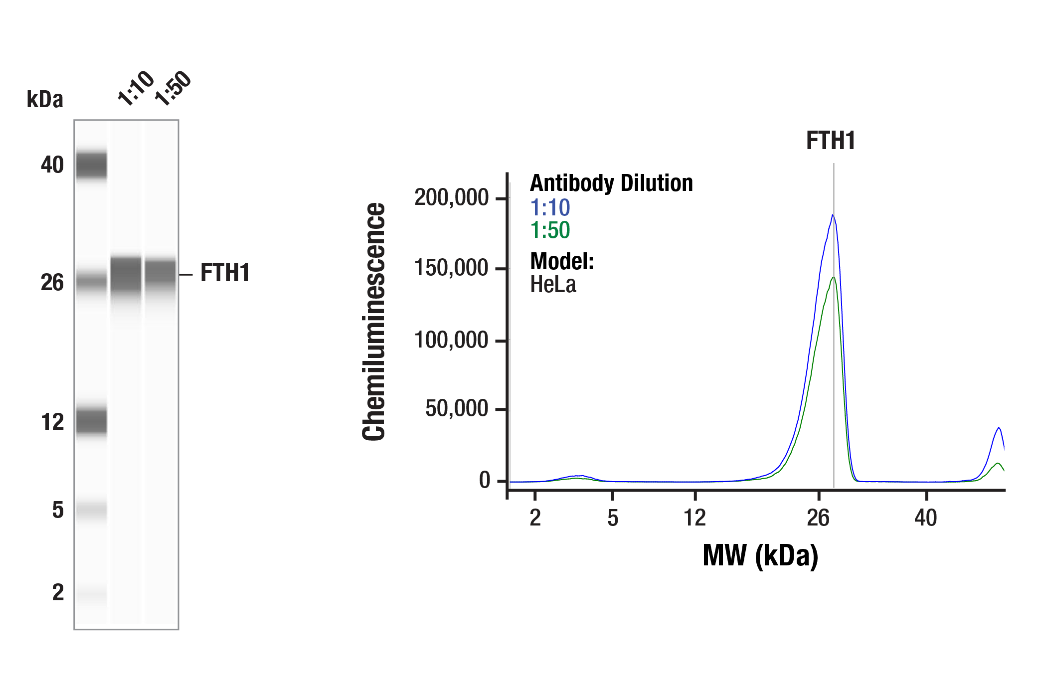  Image 1: Ferroptosis Antibody Sampler Kit