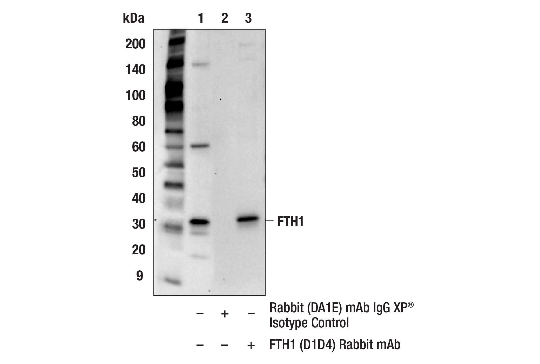  Image 2: Ferroptosis Antibody Sampler Kit