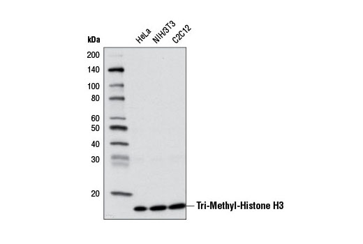 Western Blotting Image 1: Tri-Methyl-Histone H3 (Lys27) (C36B11) Rabbit mAb (Biotinylated)