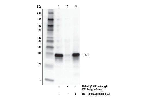 Immunoprecipitation Image 1: HO-1 (E3F4S) Rabbit mAb