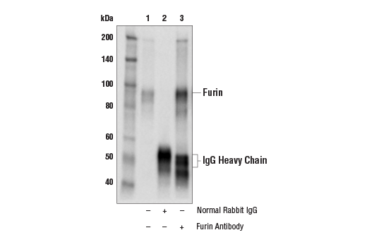 Immunoprecipitation Image 1: Furin Antibody