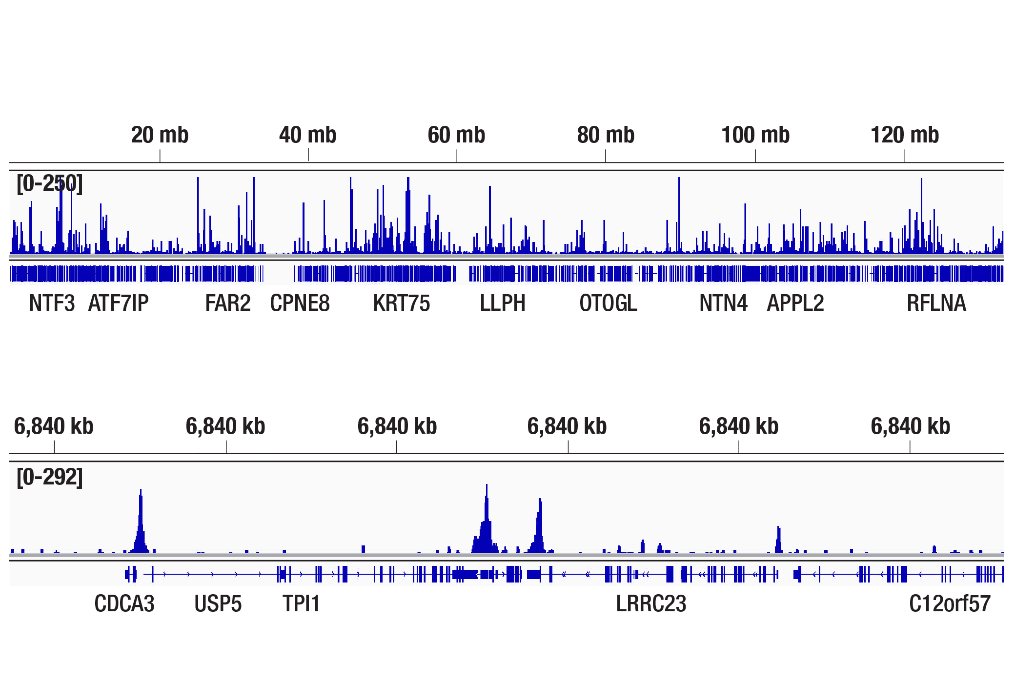 CUT and Tag Image 2: FoxP1 (D35D10) XP® Rabbit mAb
