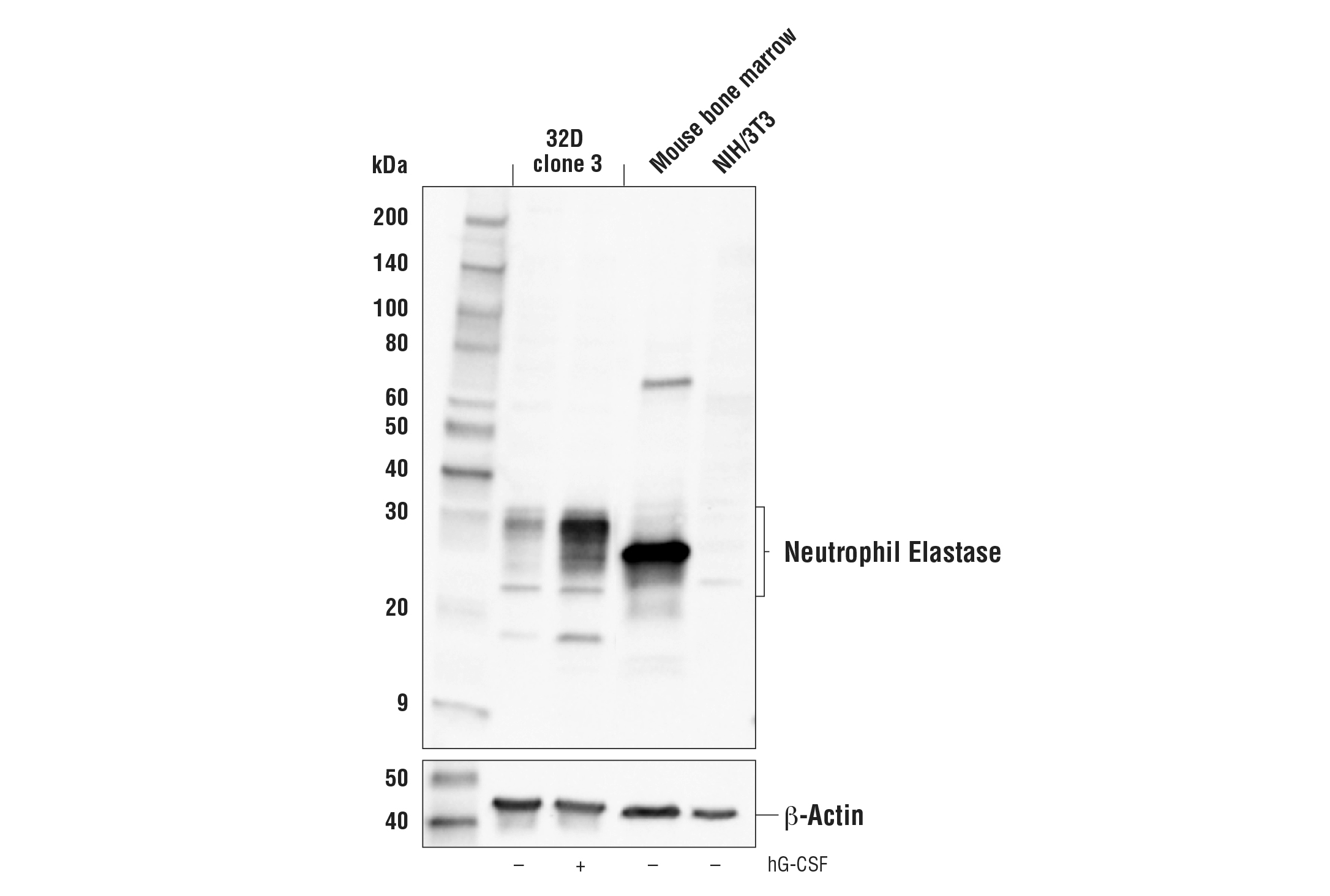 Western Blotting Image 1: Neutrophil Elastase Antibody (Rodent Reactive)
