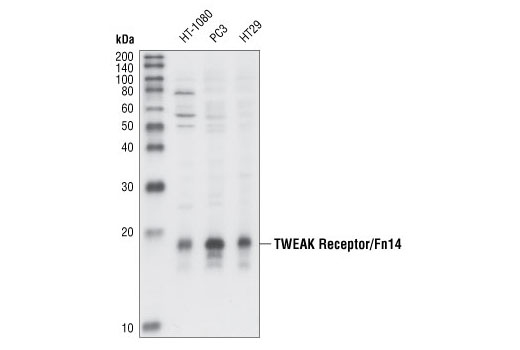 Western Blotting Image 1: TWEAK Receptor/Fn14 Antibody