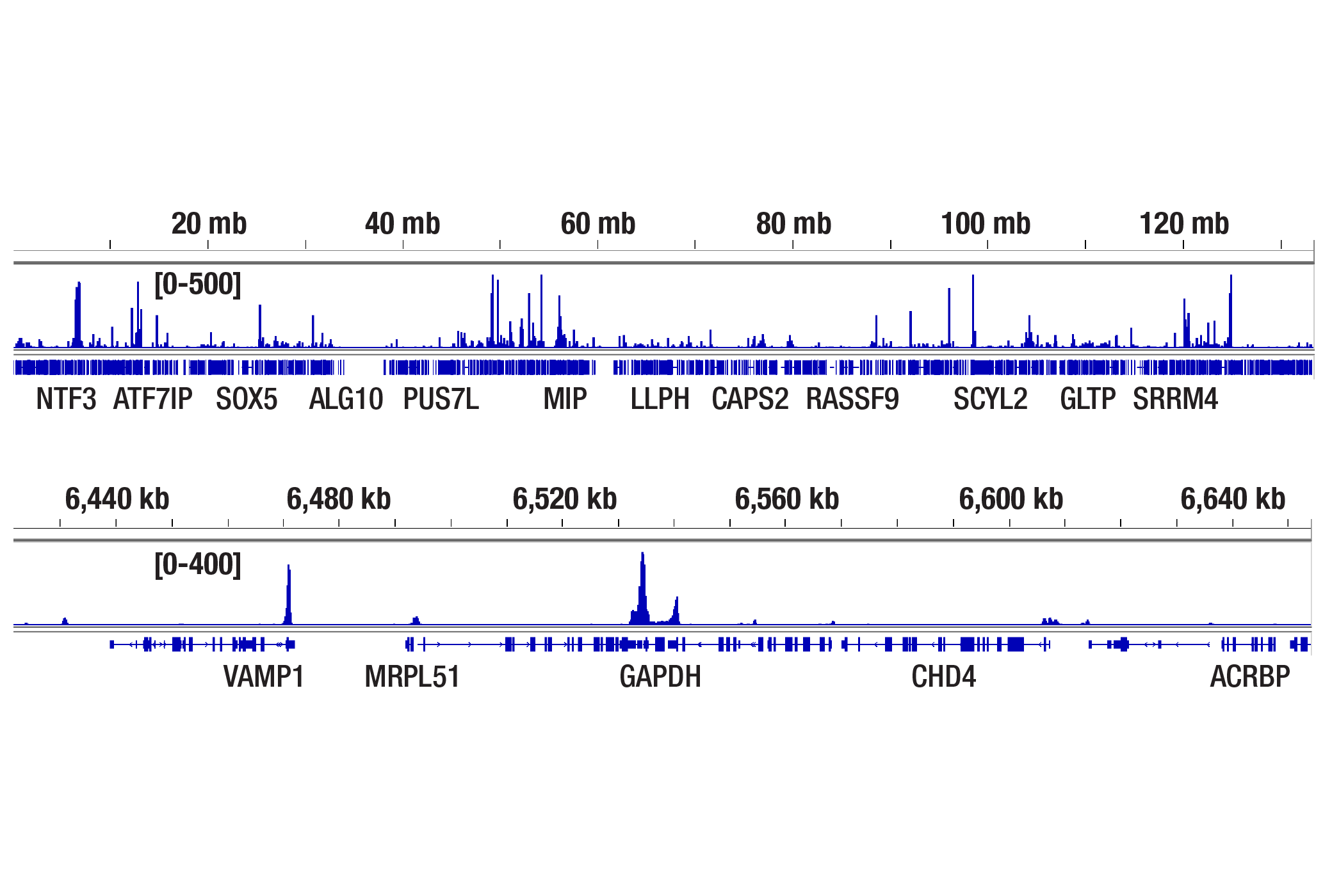 CUT and Tag Image 2: TBP (D5C9H) XP® Rabbit mAb